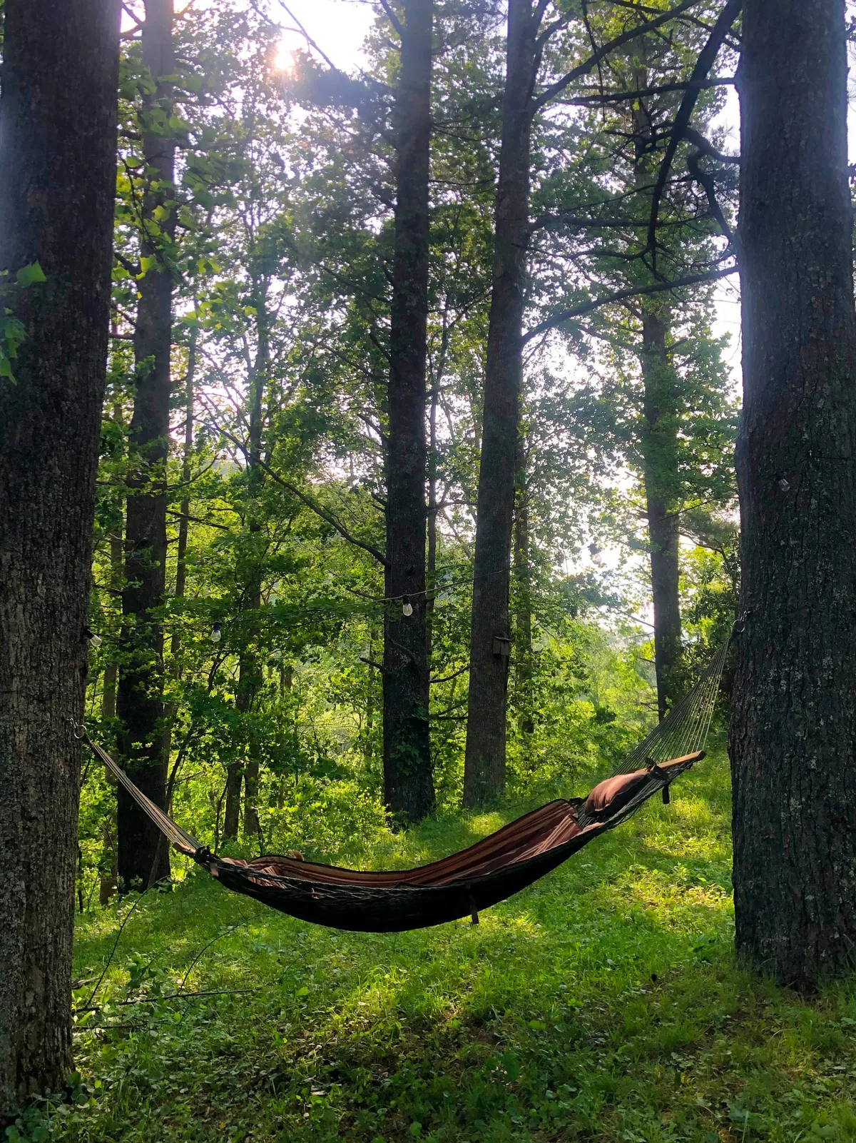 Nestled among sun-dappled trees, a hammock sways gently, offering a restful spot for relaxation or napping after a day of adventure. The interplay of light and foliage fosters a serene, secluded atmosphere—ideal for unwinding outdoors and soaking in the natural surroundings.